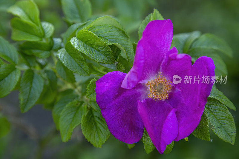 美丽的粉红色狗玫瑰(Rosa canina)花在花园里盛开